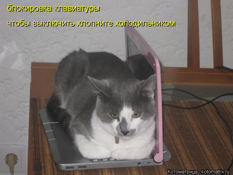 Котоматрица: блокировка клавиатуры чтобы выключить хлопните холодильником