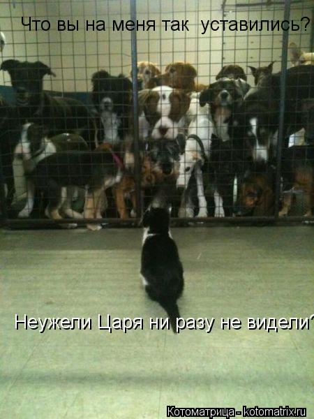 Что вы на меня так уставились? Неужели Царя ни разу не видели?... Котоматрица: Что вы на меня так уставились? Неужели Царя ни разу не видели?