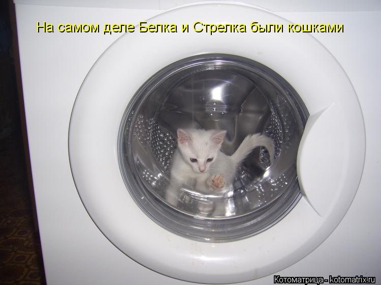 На самом деле Белка и Стрелка были кошками... Котоматрица: На самом деле Белка и Стрелка были кошками