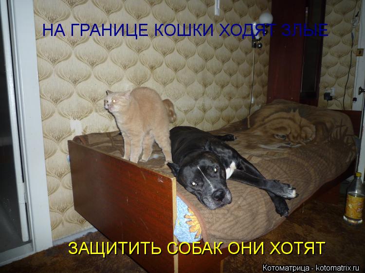 Котоматрица: НА ГРАНИЦЕ КОШКИ ХОДЯТ ЗЛЫЕ ЗАЩИТИТЬ СОБАК ОНИ ХОТЯТ