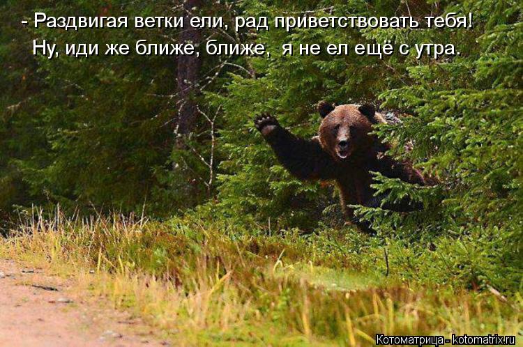 Котоматрица: - Раздвигая ветки ели, рад приветствовать тебя!   Ну, иди же ближе, ближе,  я не ел ещё с утра.