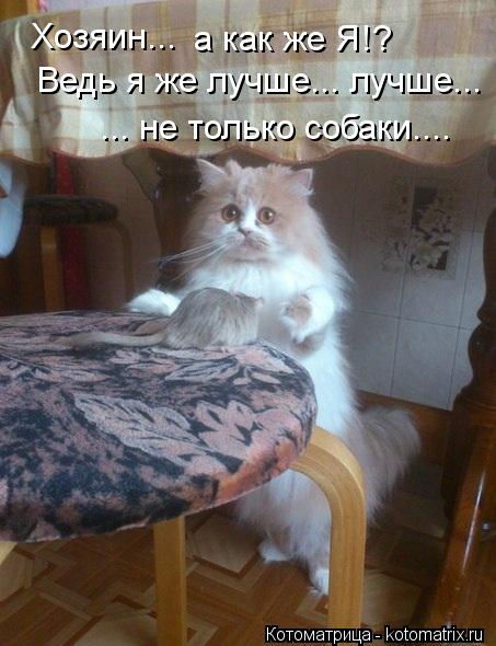 Котоматрица: Хозяин... а как же Я!? Ведь я же лучше... лучше... ... не только собаки....