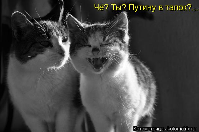Чё? Ты? Путину в тапок?...... Котоматрица: Чё? Ты? Путину в тапок?...