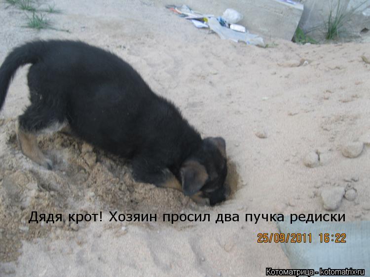 Котоматрица: Дядя крот! Хозяин просил два пучка редиски