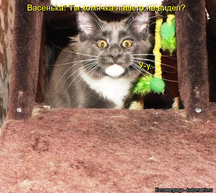Васенька! Ты хомячка нашего не видел? У-у..... Котоматрица: Васенька! Ты хомячка нашего не видел? У-у..
