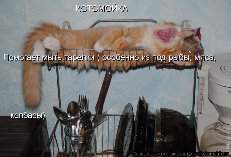 Котоматрица: КОТОМОЙКА Помогает мыть тарелки ( особенно из под рыбы, мяса,  колбасы)