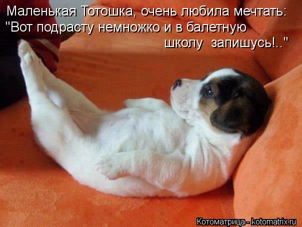 Маленькая Тотошка, очень любила мечтать: "Вот подрасту немножко и в балетную школу запишусь!.."... Котоматрица: Маленькая Тотошка, очень любила мечтать: "Вот подрасту немножко и в балетную школу запишусь!.."
