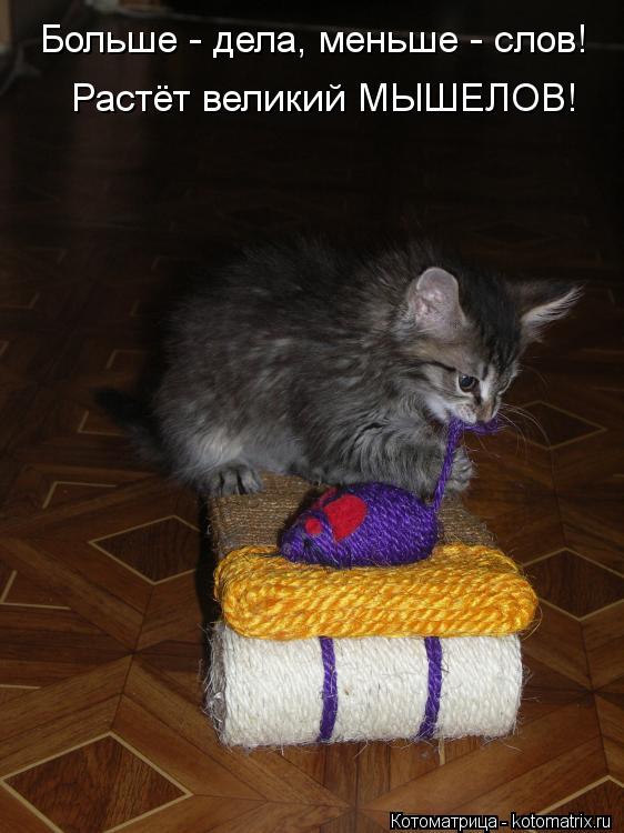 Больше - дела, меньше - слов! Растёт великий МЫШЕЛОВ!... Котоматрица: Больше - дела, меньше - слов! Растёт великий МЫШЕЛОВ!