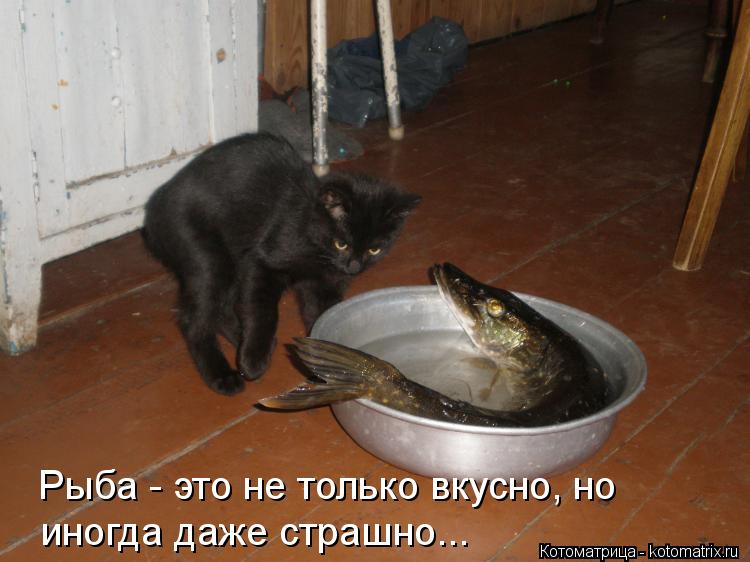 Рыба - это не только вкусно, но иногда даже страшно...... Котоматрица: Рыба - это не только вкусно, но иногда даже страшно...