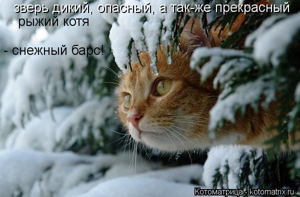 Котоматрица: зверь дикий, опасный, а так-же прекрасный рыжий котя  - снежный барс!