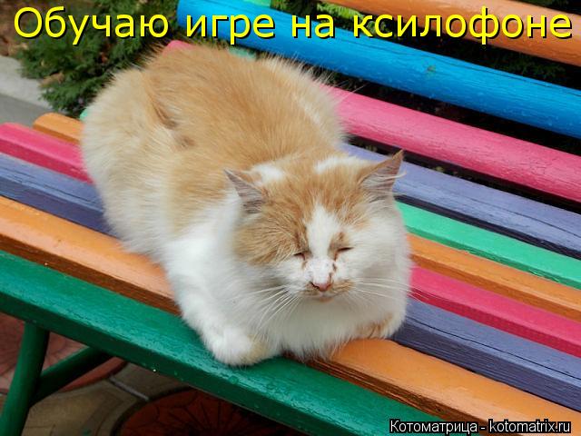 Обучаю игре на ксилофоне... Котоматрица: Обучаю игре на ксилофоне
