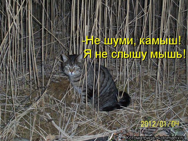 Я не слышу мышь! -Не шуми, камыш!... Котоматрица: Я не слышу мышь! -Не шуми, камыш!