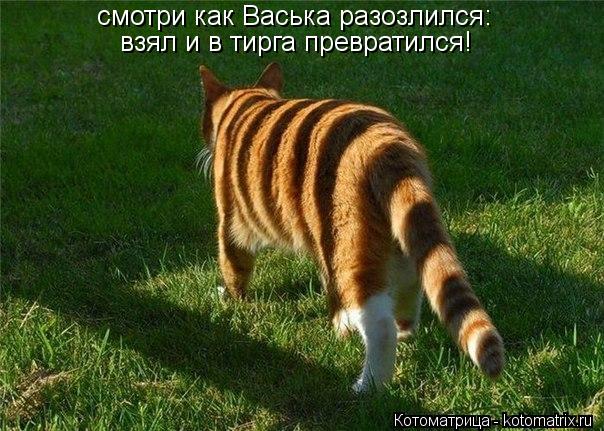 cvjnhb смотри как Васька разозлился: взял и в тирга превратился!... Котоматрица: cvjnhb смотри как Васька разозлился: взял и в тирга превратился!
