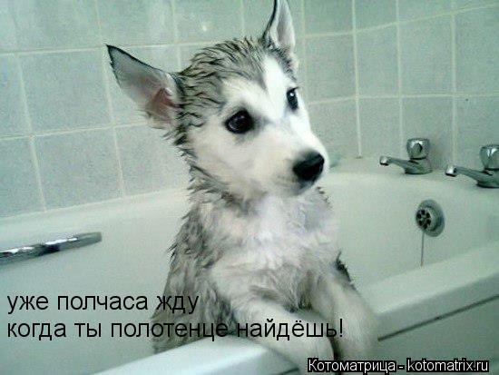 уже полчаса жду когда ты полотенце найдёшь!... Котоматрица: уже полчаса жду когда ты полотенце найдёшь!