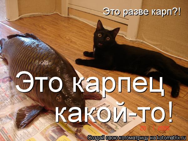 Это карпец какой-то! Это разве карп?!... Котоматрица: Это карпец какой-то! Это разве карп?!