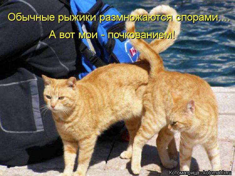 Обычные рыжики размножаются спорами.... А вот мои - почкованием!... Котоматрица: Обычные рыжики размножаются спорами.... А вот мои - почкованием!