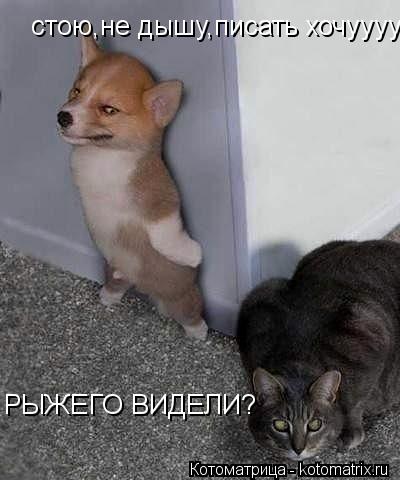 РЫЖЕГО ВИДЕЛИ? стою,не дышу,писать хочуууу... Котоматрица: РЫЖЕГО ВИДЕЛИ? стою,не дышу,писать хочуууу