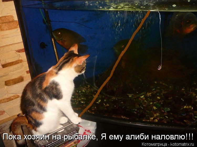 Пока хозяин на рыбалке, Я ему алиби наловлю!!!... Котоматрица: Пока хозяин на рыбалке, Я ему алиби наловлю!!!