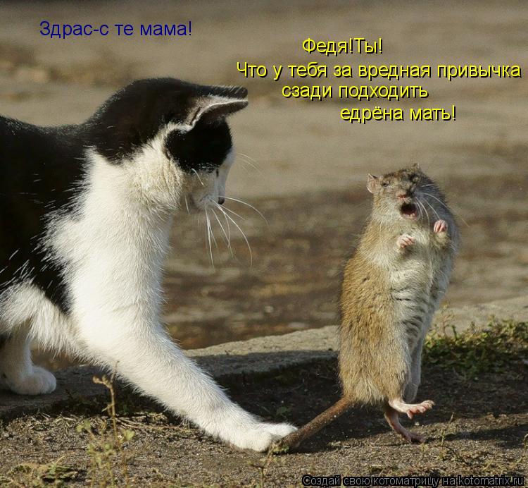 Здрас-с те мама! Федя!Ты! Что у тебя за вредная привычка сзади подходить едрёна мать!... Котоматрица: Здрас-с те мама! Федя!Ты! Что у тебя за вредная привычка сзади подходить едрёна мать!