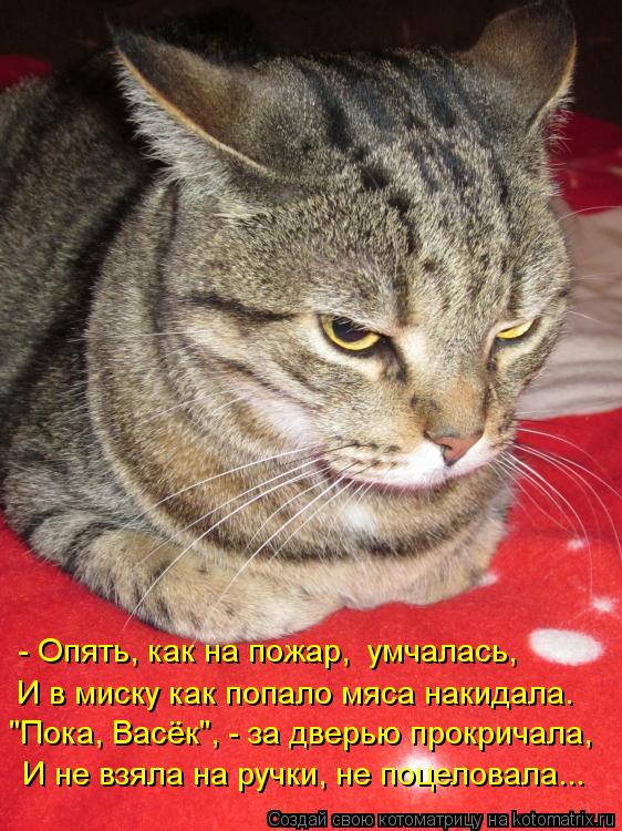 Котоматрица: "Пока, Васёк", - за дверью прокричала, И не взяла на ручки, не поцеловала... - Опять, как на пожар,  умчалась, И в миску как попало мяса накидала.
