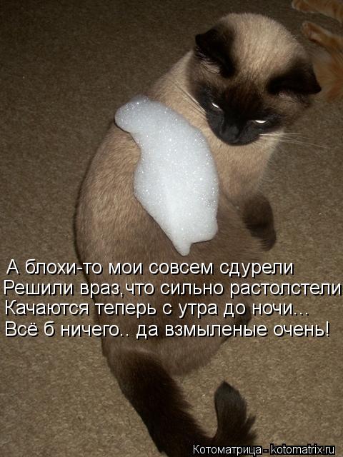 А блохи-то мои совсем сдурели Решили враз,что сильно растолстели Качаются теперь с утра до ночи... Вс... Котоматрица: А блохи-то мои совсем сдурели Решили враз,что сильно растолстели Качаются теперь с утра до ночи... Всё б ничего.. да взмыленые очень!