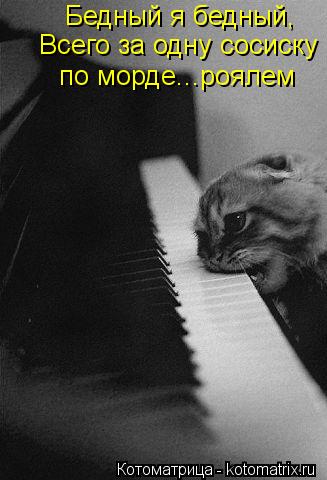 Бедный я бедный, Всего за одну сосиску по морде...роялем... Котоматрица: Бедный я бедный, Всего за одну сосиску по морде...роялем