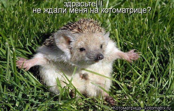 здрасьте!!! не ждали меня на котоматрице?... Котоматрица: здрасьте!!! не ждали меня на котоматрице?
