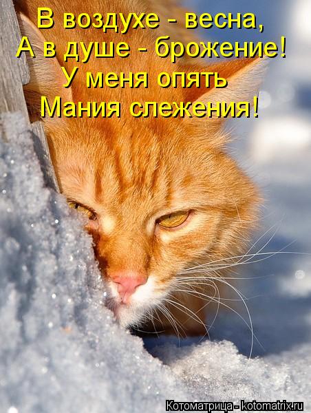 Котоматрица: В воздухе - весна, А в душе - брожение! У меня опять Мания слежения!