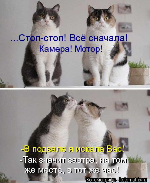 же месте, в тот же час! -В подвале я искала Вас! -Так значит завтра, на том ...Стоп-стоп! Всё сначала... Котоматрица: же месте, в тот же час! -В подвале я искала Вас! -Так значит завтра, на том ...Стоп-стоп! Всё сначала! Камера! Мотор!
