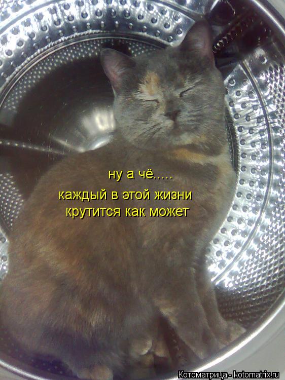 ну а чё..... каждый в этой жизни крутится как может... Котоматрица: ну а чё..... каждый в этой жизни крутится как может