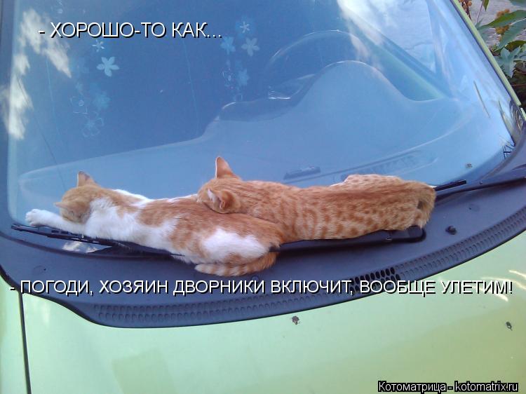 - ХОРОШО-ТО КАК... - ПОГОДИ, ХОЗЯИН ДВОРНИКИ ВКЛЮЧИТ, ВООБЩЕ УЛЕТИМ!... Котоматрица: - ХОРОШО-ТО КАК... - ПОГОДИ, ХОЗЯИН ДВОРНИКИ ВКЛЮЧИТ, ВООБЩЕ УЛЕТИМ!