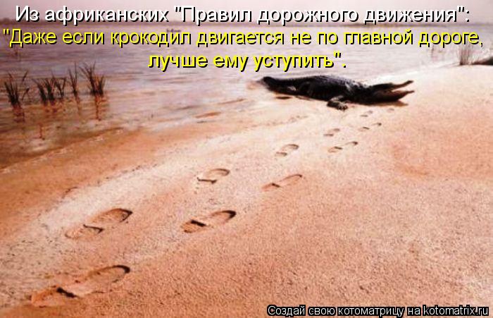 Котоматрица: "Даже если крокодил двигается не по главной дороге,  Из африканских "Правил дорожного движения": лучше ему уступить".