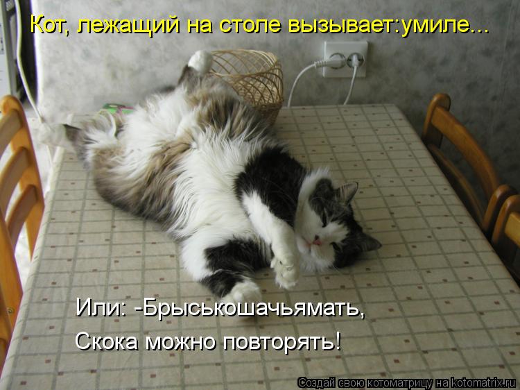 Котоматрица: Кот, лежащий на столе вызывает:умиле... Или: -Брыськошачьямать, Скока можно повторять!