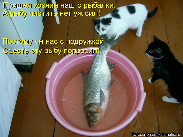 Котоматрица: Пришел хозяин наш с рыбалки, А рыбу чистить нет уж сил! Поэтому он нас с подружкой Съесть эту рыбу попросил!