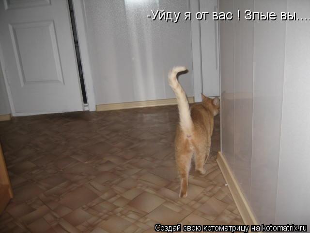 -Уйду я от вас ! Злые вы....... Котоматрица: -Уйду я от вас ! Злые вы....