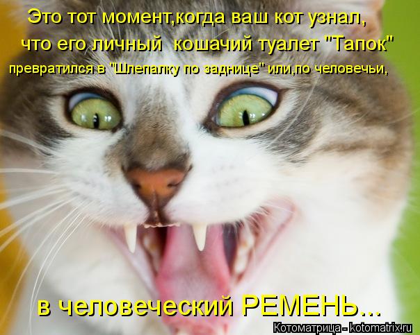 Это тот момент,когда ваш кот узнал, что его личный кошачий туалет "Тапок" превратился в "Шлепалку по... Котоматрица: Это тот момент,когда ваш кот узнал, что его личный кошачий туалет "Тапок" превратился в "Шлепалку по заднице" или,по человечьи, в человечески