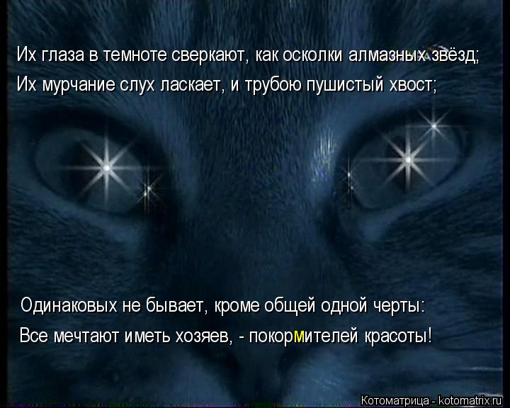 Их глаза в темноте сверкают, как осколки алмазных звёзд; Их мурчание слух ласкает, и трубою пушистый ... Котоматрица: Их глаза в темноте сверкают, как осколки алмазных звёзд; Их мурчание слух ласкает, и трубою пушистый хвост; Одинаковых не бывает, кроме обще