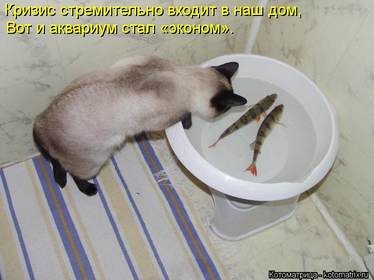 Кризис стремительно входит в наш дом, Вот и аквариум стал «эконом».... Котоматрица: Кризис стремительно входит в наш дом, Вот и аквариум стал «эконом».