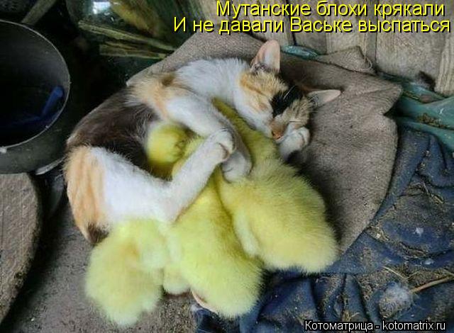 Мутанские блохи крякали И не давали Ваське выспаться... Котоматрица: Мутанские блохи крякали И не давали Ваське выспаться
