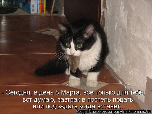Котоматрица: - Сегодня, в день 8 Марта, все только для тебя, вот думаю, завтрак в постель подать  или подождать когда встанет...