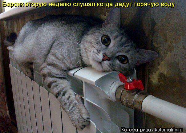 Барсик вторую неделю слушал,когда дадут горячую воду... Котоматрица: Барсик вторую неделю слушал,когда дадут горячую воду