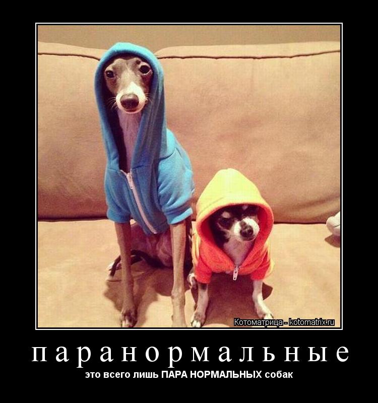 паранормальные это всего лишь ПАРА НОРМАЛЬНЫХ собак... Котоматрица: паранормальные это всего лишь ПАРА НОРМАЛЬНЫХ собак