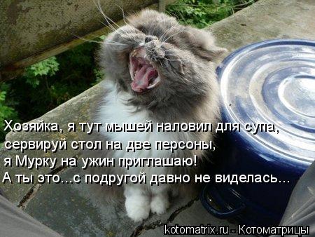 я Мурку на ужин приглашаю! А ты это...с подругой давно не виделась... Хозяйка, я тут мышей наловил дл... Котоматрица: я Мурку на ужин приглашаю! А ты это...с подругой давно не виделась... Хозяйка, я тут мышей наловил для супа, сервируй стол на две персоны,