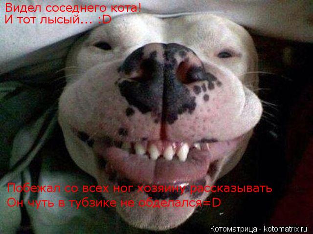 Котоматрица: Видел соседнего кота! И тот лысый... :D Побежал со всех ног хозяину рассказывать Он чуть в тубзике не обделался=D