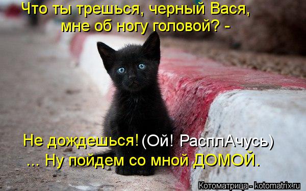 Котоматрица: Что ты трешься, черный Вася, мне об ногу головой? -  Не дождешься! (Ой! РасплАчусь) ... Ну пойдем со мной ДОМОЙ.