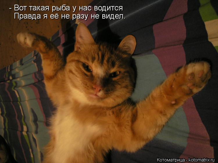 Котоматрица: - Вот такая рыба у нас водится Правда я её не разу не видел.