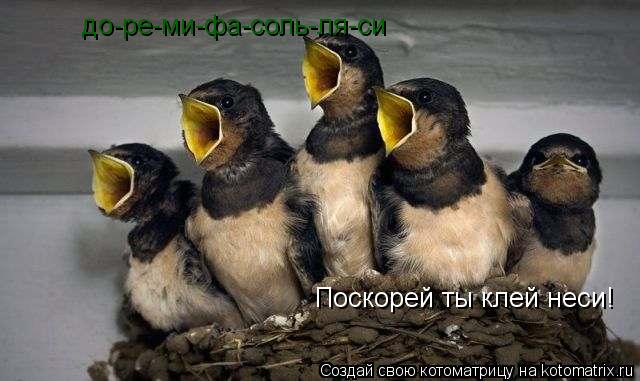 Котоматрица: до-ре-ми-фа-соль-ля-си Поскорей ты клей неси!
