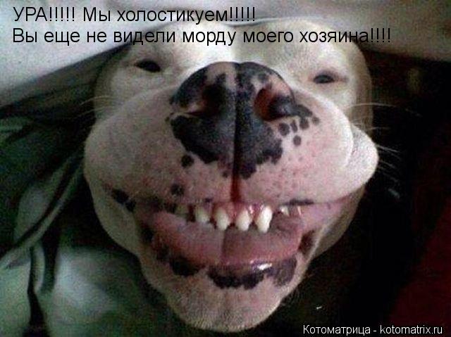УРА!!!!! Мы холостикуем!!!!! Вы еще не видели морду моего хозяина!!!!... Котоматрица: УРА!!!!! Мы холостикуем!!!!! Вы еще не видели морду моего хозяина!!!!