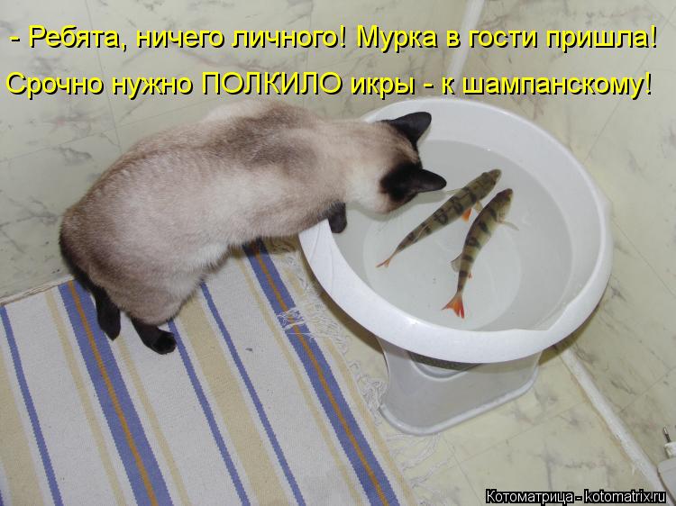 - Ребята, ничего личного! Мурка в гости пришла! Срочно нужно ПОЛКИЛО икры - к шампанскому!... Котоматрица: - Ребята, ничего личного! Мурка в гости пришла! Срочно нужно ПОЛКИЛО икры - к шампанскому!