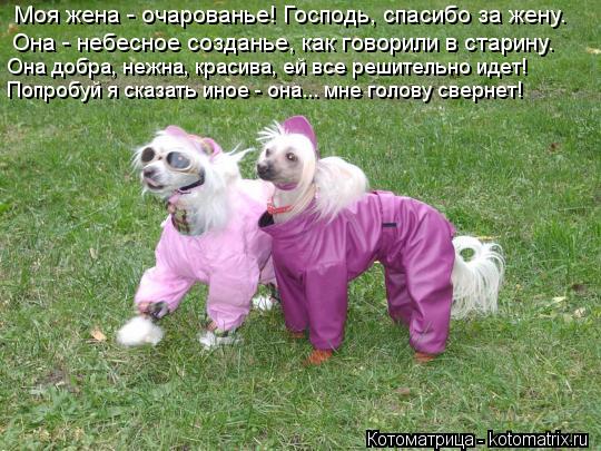 Котоматрица: Моя жена - очарованье! Господь, спасибо за жену. Она - небесное созданье, как говорили в старину. Она добра, нежна, красива, ей все решительно и